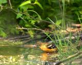 Baltimore Oriole