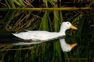 u26/scrabble/medium/43755611.santeeduck.jpg