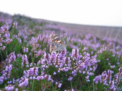 Butterfly on Heather *