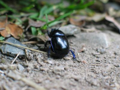 Cool Beetle *