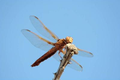 IMG_6599.JPG