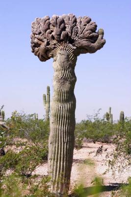 CRW_5852.JPG