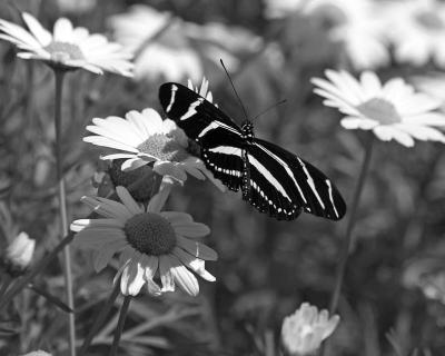 CRW_5878.JPG