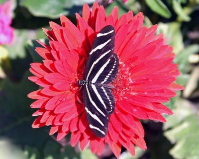 CRW_5890.JPG