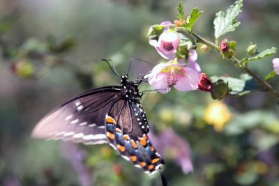 CRW_5892.JPG