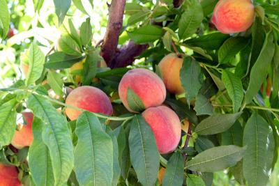Peach Festival 2005