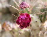 IMG_7353.jpg