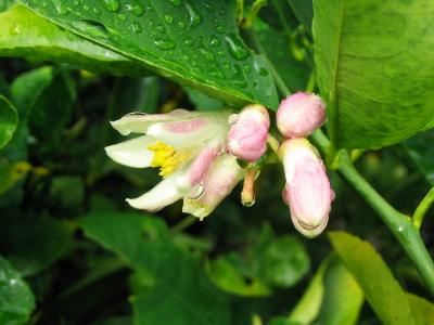 Lemon Blossoms in the rain