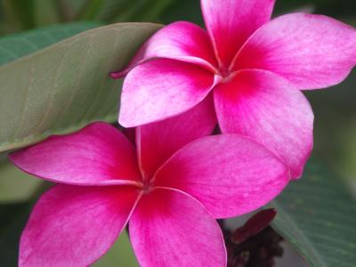 Red plumeria