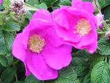 Heritage rose