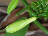 Vanilla flower (Vanilla planifolia )