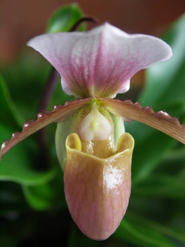 Lady slipper