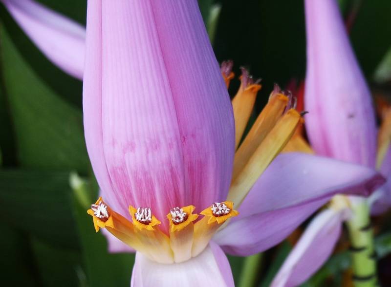 Ornamental Banana blossom