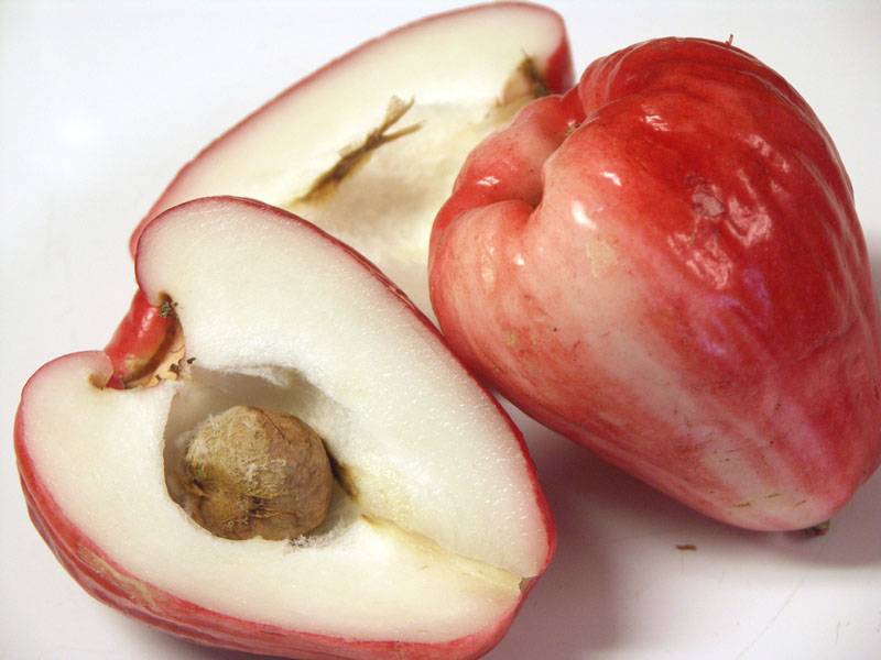 Mountain apple (Syzygium malaccense)