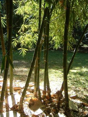 Bare Bamboo