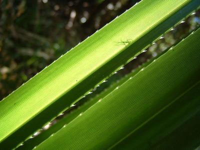 Double Bladed Leaf