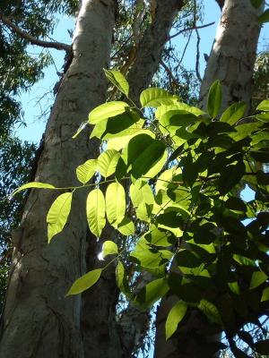 Leaves Against Gums