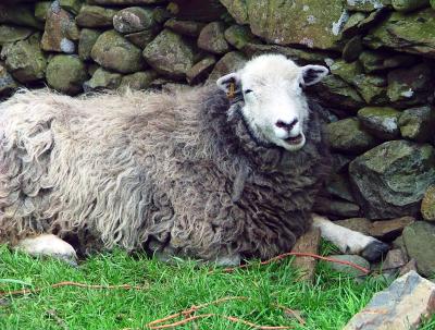 Baaaaah