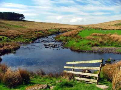 Babbling Brook