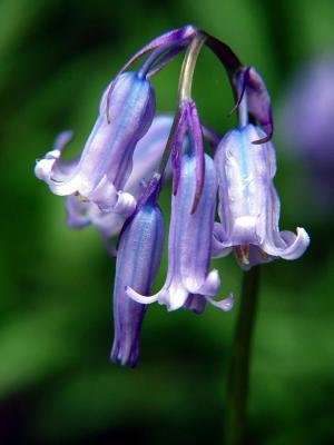 Delicate Bluebells