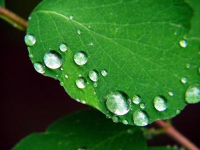 Raindrops Have Fallen