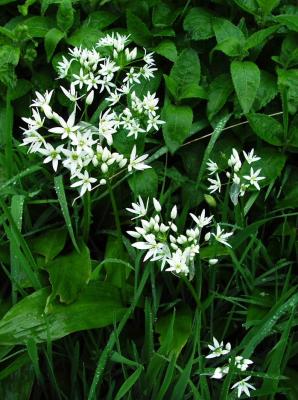Wild Garlic
