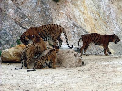 Tigers at Play