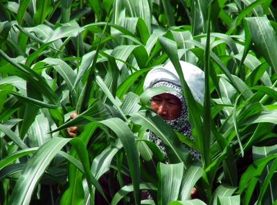 Working in the Fields