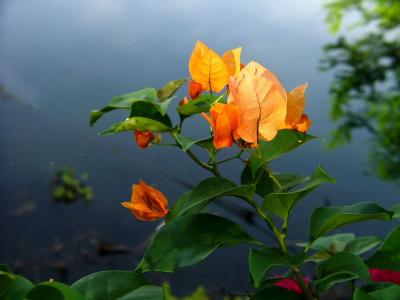 Orange Paper Flowers