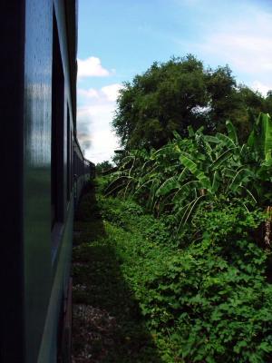 Trackside Vegetation