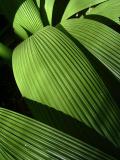 Striking Leaves