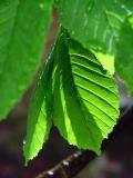 Limp Leaf