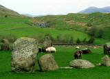 Sheep and Stones