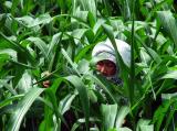 Working in the Fields