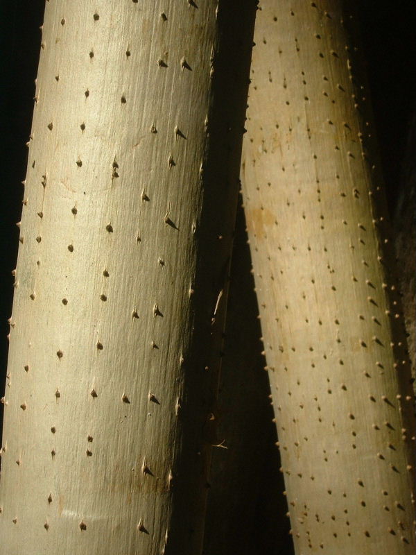 Exposed Roots