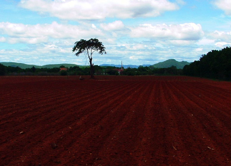 Lone Tree