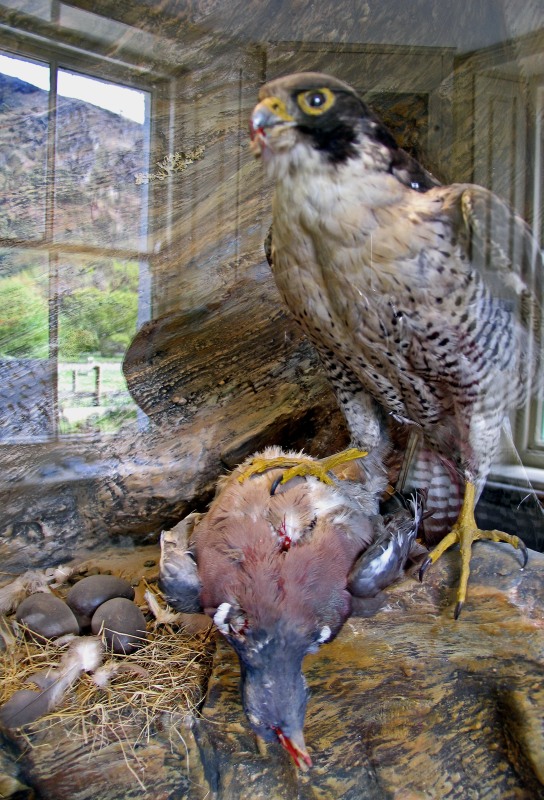 Peregrine  Falcon with pigeon

education centre 
 Glendalough.
County Wicklow
 National Park