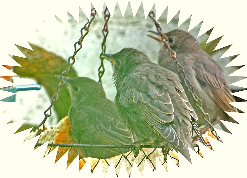 birds of a feather........
flock together

outside the kitchen window (through glass)
