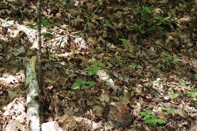 Crotalus horridus (timber rattlesnake), VENOMOUS, Madison county, Arkansas