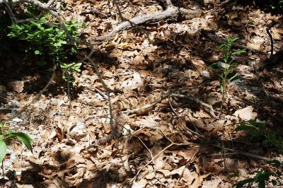 Crotalus horridus (timber rattlesnake), VENOMOUS, Madison county, Arkansas