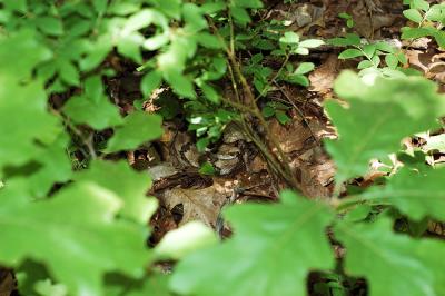Crotalus horridus (timber rattlesnake), VENOMOUS, Madison county, Arkansas