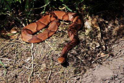 Agkistrodon contortrix (copperhead), Washington county, Arkansas