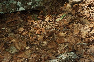 Thamnophis sirtalis (eastern garter snake), Washington county, Arkansas