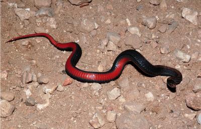 Storeria occipitomaculata (northern redbellied snake), Benton county, Arkansas