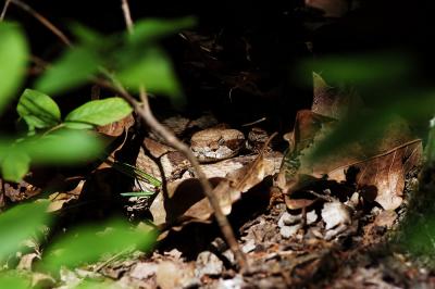 timber rattlesnake foraging posture