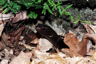 Masticophis flagellum (eastern coachwhip), Madison county, Arkansas