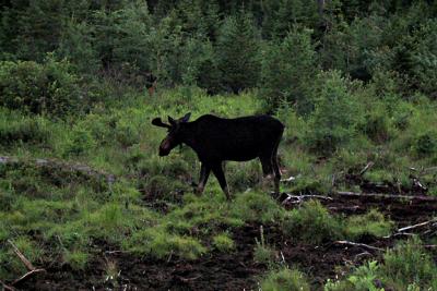 u26/sfink16/medium/19456370.MooseatSaladBarinBaxterStatePark.jpg