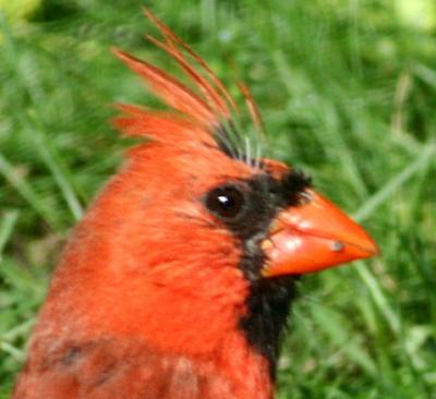 Close up of Cardinal