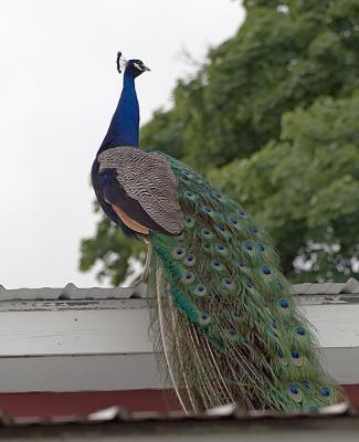 Proud as a peacock