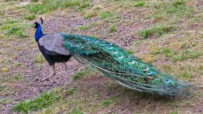 Proud as a Peacock